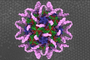 Nhiều học sinh ở TPHCM dương tính với rhinovirus: Bệnh nguy hiểm tới đâu?