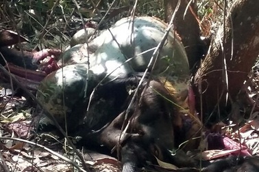 3 cha con bị khởi tố sau vụ bắn chết bò tót