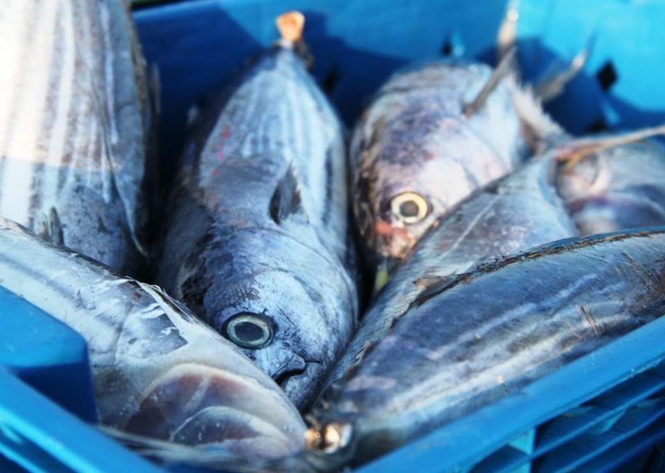 Nỗi niềm ngư dân đón Tết Độc lập trên những con tàu đánh bắt khơi xa - 7 Nỗi niềm ngư dân đón Tết Độc lập trên những con tàu đánh bắt khơi xa - 7