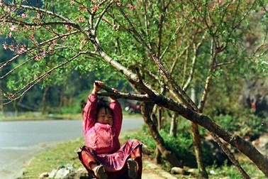 Ngắm hoa đào nở muộn tuyệt đẹp trên cao nguyên đá Đồng Văn