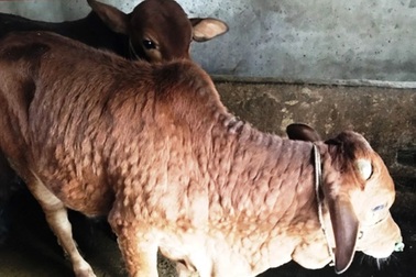Bệnh lạ ở trâu, bò đang lan rộng khắp Hà Tĩnh