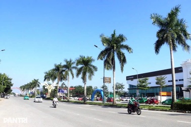 Hàng trăm cây cau vua ở thành phố Vinh bị chặt bỏ