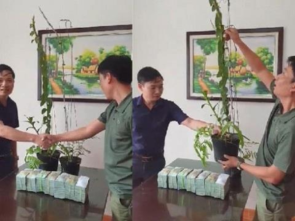 Cơn sốt lan phi điệp đột biến: Bong bóng đang vỡ rồi - 1 Cơn sốt lan phi điệp đột biến: Bong bóng đang vỡ rồi - 1