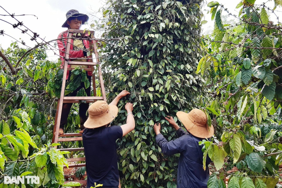 Giá vàng đen của Tây Nguyên tăng cao ngất, nông dân... tiếc đứt ruột - 1 Giá vàng đen của Tây Nguyên tăng cao ngất, nông dân... tiếc đứt ruột - 1
