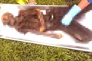 Tìm thân nhân bộ xương người được phát hiện dưới chân cầu ở TPHCM