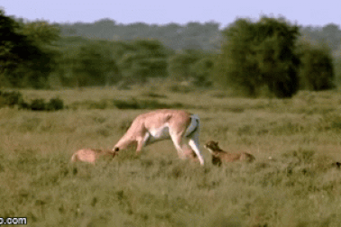 Linh dương ngoan cường, khiến báo săn cúi đầu sau pha tranh đấu nghẹt thở