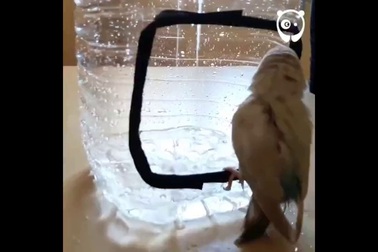 Làm bồn tắm sáng tạo cho vẹt nuôi từ chai nhựa