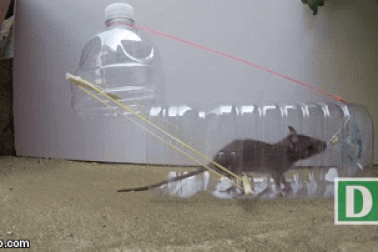 Mẹo chế “máy bắt chuột” bằng chai nhựa