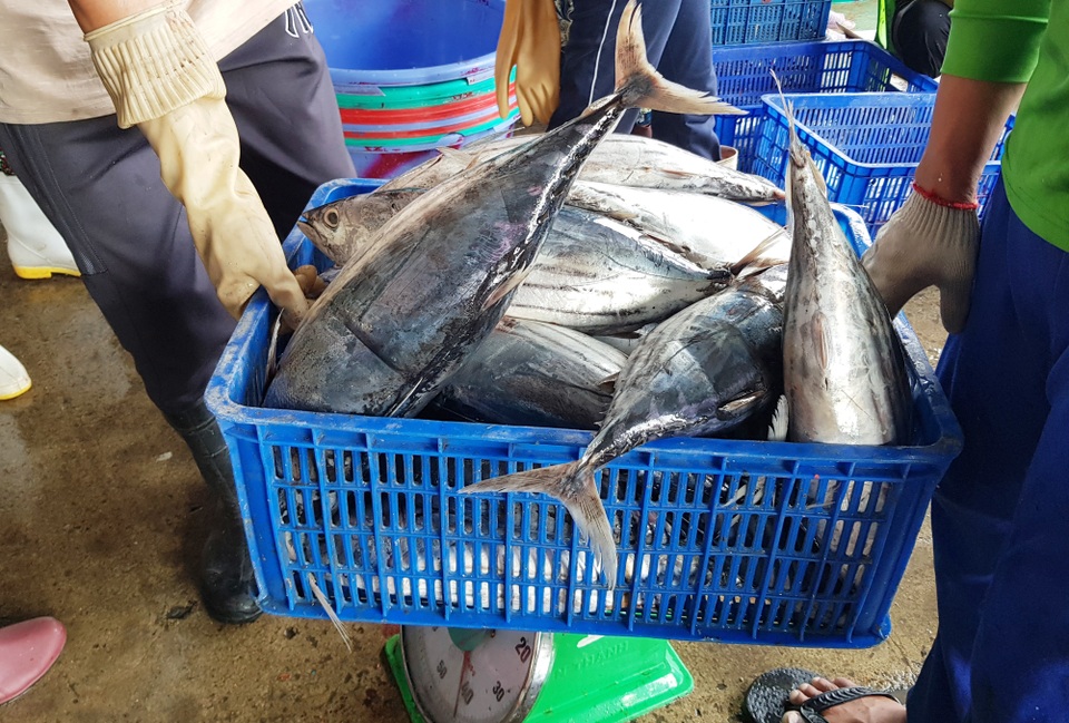 Khánh Hòa: Ngư dân trúng đậm lộc biển, thu về 100-200 triệu đồng đầu xuân - 4 Khánh Hòa: Ngư dân trúng đậm lộc biển, thu về 100-200 triệu đồng đầu xuân - 4