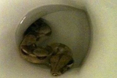 Kinh hãi trăn chui từ bồn cầu lên để cắn chủ nhà