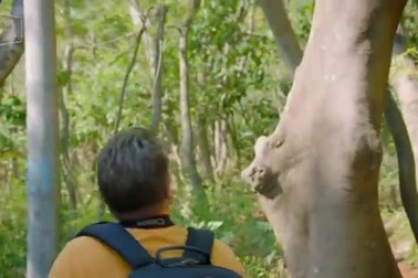 Những con khỉ có sở thích cướp đồ vật đắt tiền để "vòi vĩnh" phần ăn nhiều