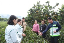 Kiện toàn hệ thống khuyến nông trên cả nước