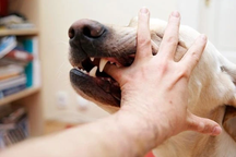 Mang chó lạ về nuôi, cụ bà tử vong nghi do bệnh dại