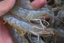 Bắt quả tang 2 vụ bơm chích tạp chất vào tôm