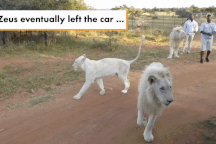 “Hết hồn” khi sư tử trắng nhảy tót vào trong xe của khách tham quan