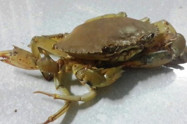 Ngư dân bắt được cua “siêu dị” có 3 càng