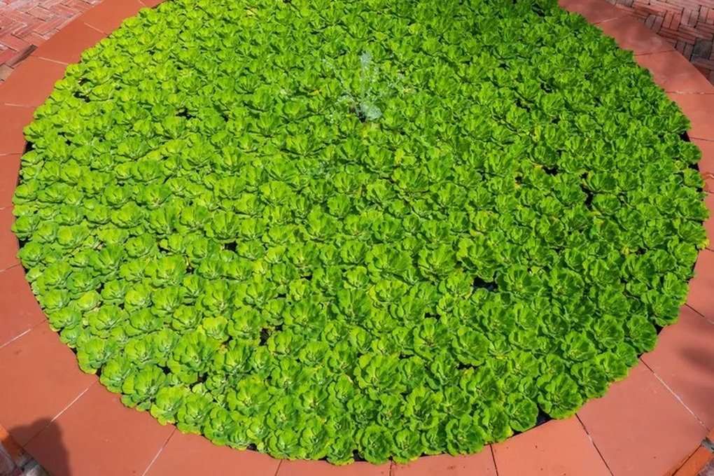 Duckweed ຖືວ່າເປັນ superfood ໃຫມ່ຂອງສະຕະວັດທີ 21 - 1  Bèo tấm được ví như siêu thực phẩm mới của thế kỷ 21 - 1