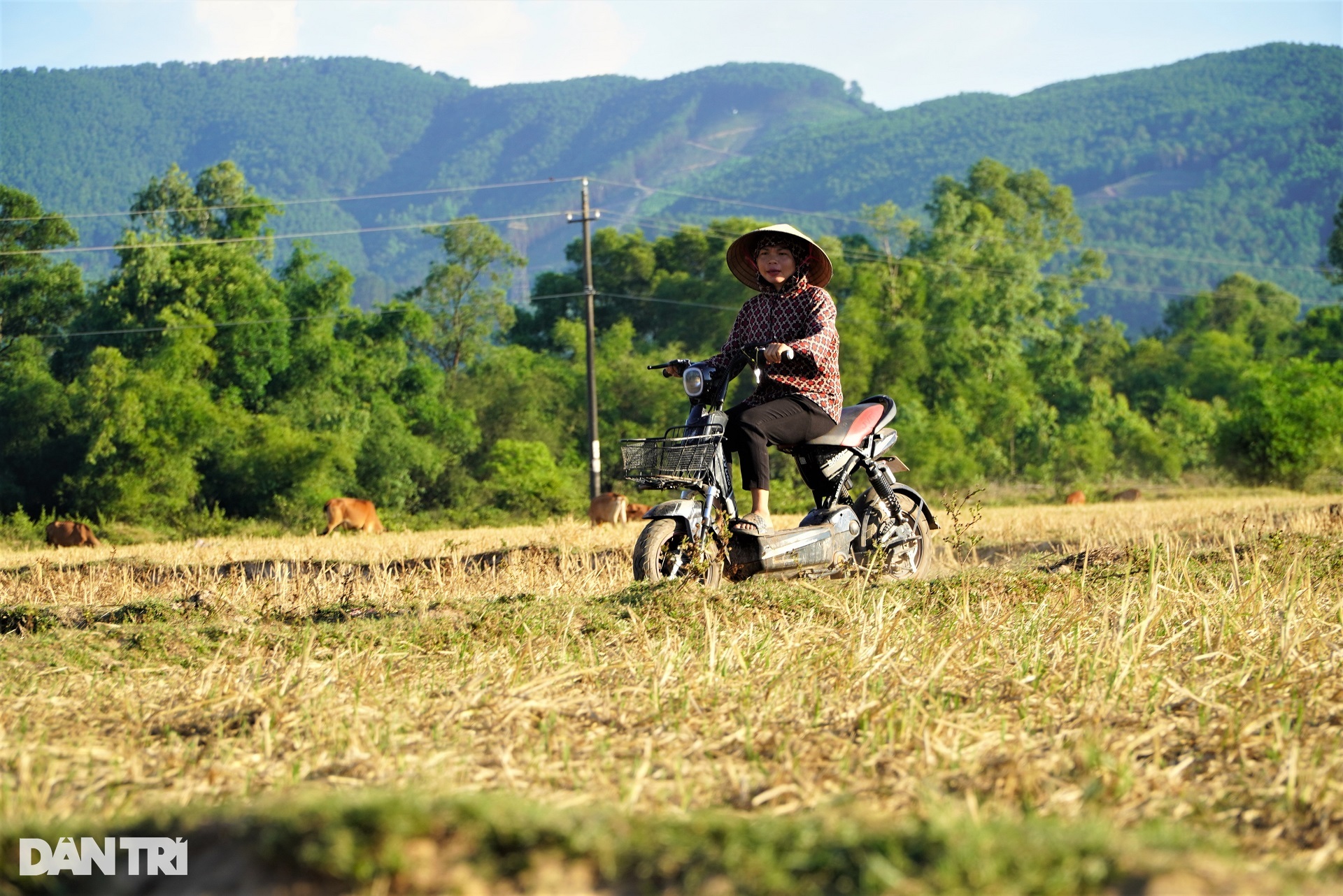 Cách nhau một con kênh, bên này lúa xanh tốt, bên kia ruộng đồng khô hạn - 8 Cách nhau một con kênh, bên này lúa xanh tốt, bên kia ruộng đồng khô hạn - 8