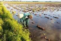 Nghề đặt ống lươn kiếm tiền triệu mỗi ngày