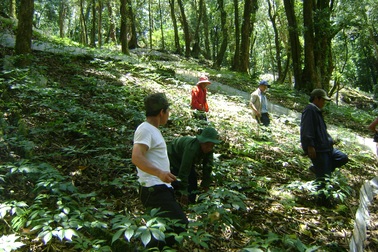 Bắt thêm 1 nghi can liên quan đến vụ trộm 500 gốc sâm Ngọc Linh