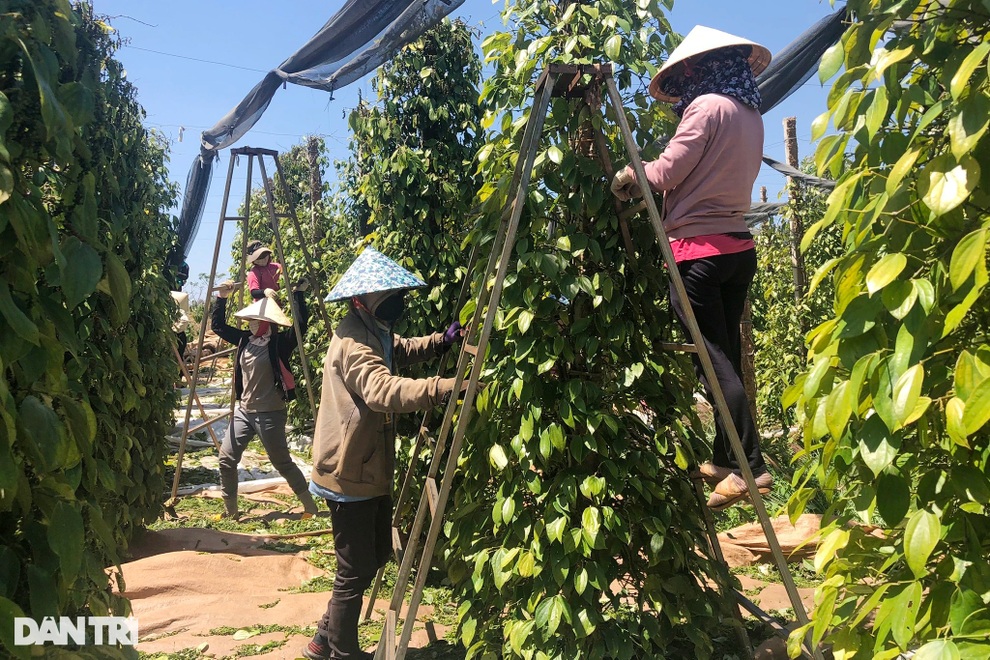 Giá vàng đen của Tây Nguyên tăng cao ngất, nông dân... tiếc đứt ruột - 3 Giá vàng đen của Tây Nguyên tăng cao ngất, nông dân... tiếc đứt ruột - 3