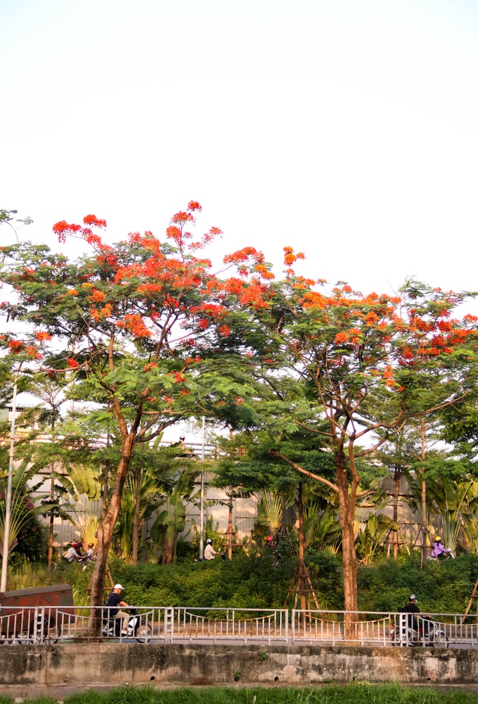 Sắc màu tuổi học trò của bộ đôi Phượng Vỹ - Bằng Lăng trong buổi chiều nắng hè dịu dàng - Ảnh 4.