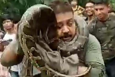 Sốc khoảnh khắc trăn “khủng” cố gắng giết nhân viên kiểm lâm sau khi được giải cứu