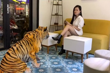 Nguyên một chú hổ to đùng là thế nhưng vào café cũng nghe lời như ai.