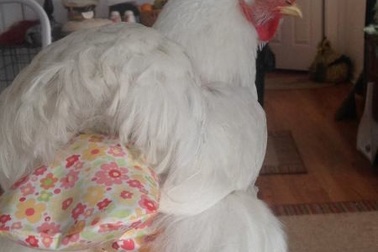 Phất lên nhờ sản xuất tã bỉm cho... gà