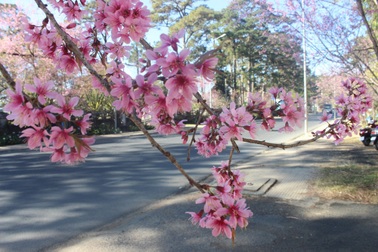 Tổ chức lễ hội Hoa anh đào 2018 tại thành phố Đà Lạt