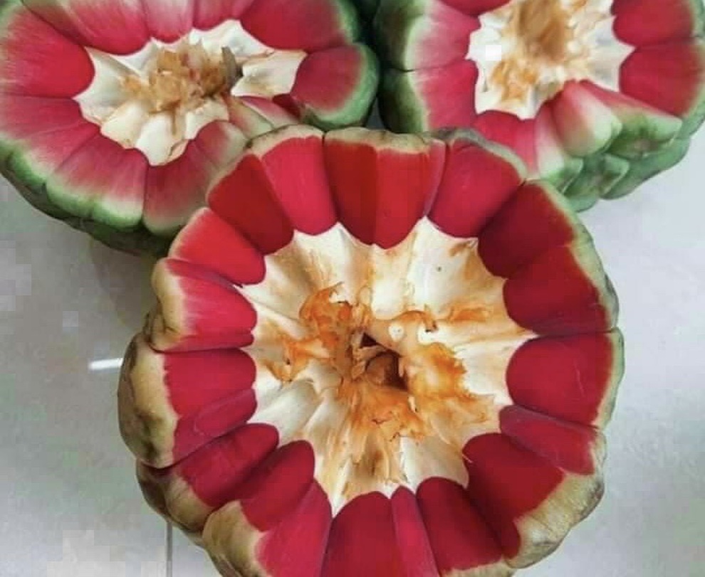 Na rừng siêu to, ruột đỏ au giá nửa triệu đồng một quả - 2 Na rừng siêu to, ruột đỏ au giá nửa triệu đồng một quả - 2