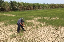 Cắt luồng giao thông đường thủy, nạo vét kênh, đắp đập… ngăn mặn