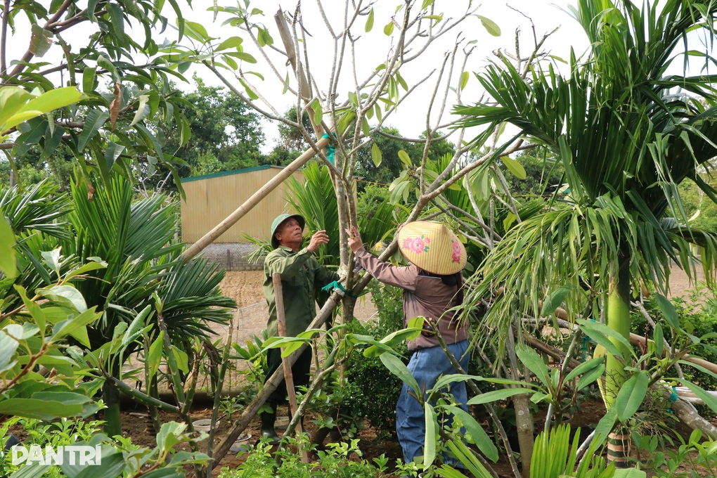 Cây đổ, chết khô sau bão, người trồng cây cảnh lo mất Tết - 2 Cây đổ, chết khô sau bão, người trồng cây cảnh lo mất Tết - 2