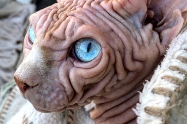 Gặp Xherdan, chú mèo ngọt ngào có vẻ ngoài siêu đáng sợ