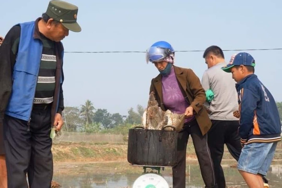 Giáp Tết, bội thu nhờ nuôi cá vụ 3 thay trồng lúa - 3 Giáp Tết, bội thu nhờ nuôi cá vụ 3 thay trồng lúa - 3