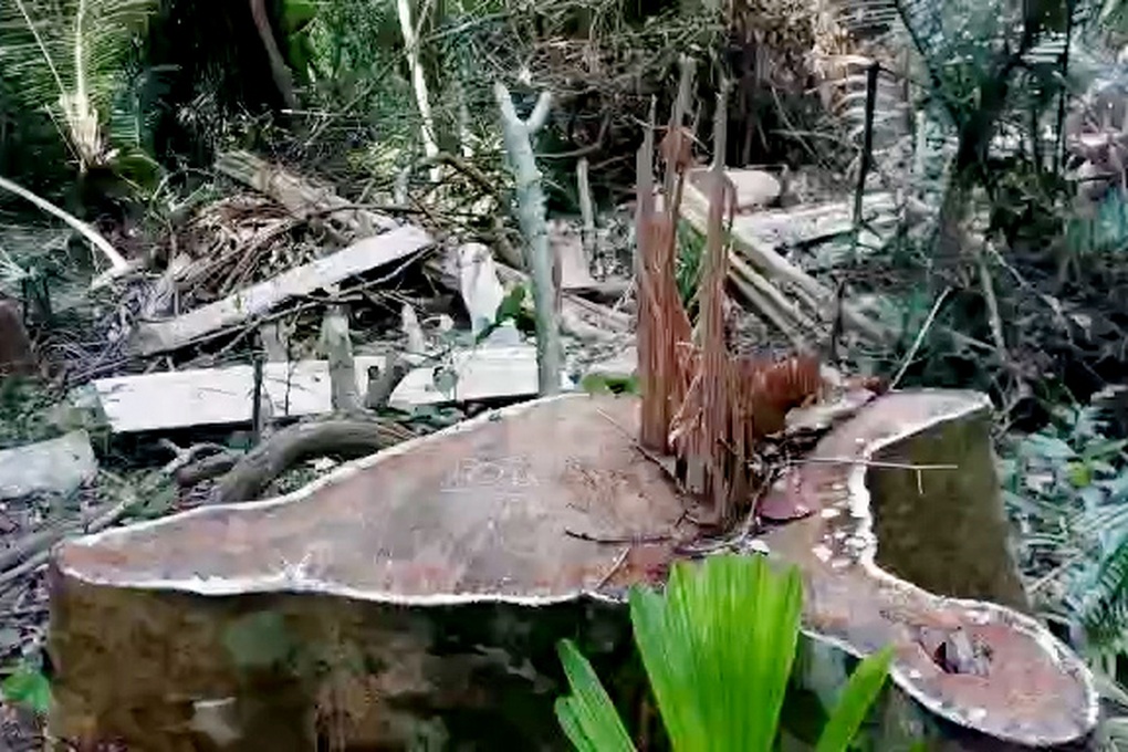 Rừng phòng hộ ở Gia Lai bị lâm tặc rút ruột trong thời gian dài - 11 Rừng phòng hộ ở Gia Lai bị lâm tặc rút ruột trong thời gian dài - 11