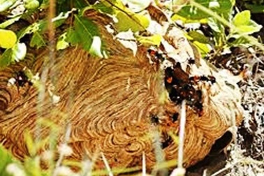 Hai mẹ con bị ong vò vẽ đốt, một người tử vong