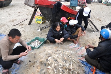 "Xông biển" đầu năm, mỗi ngày thu nhập cả triệu đồng