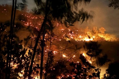 Gần 100 người trắng đêm khống chế vụ cháy rừng ở Đà Nẵng