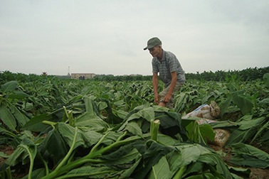 4 sào thuốc lào bị chặt trong đêm