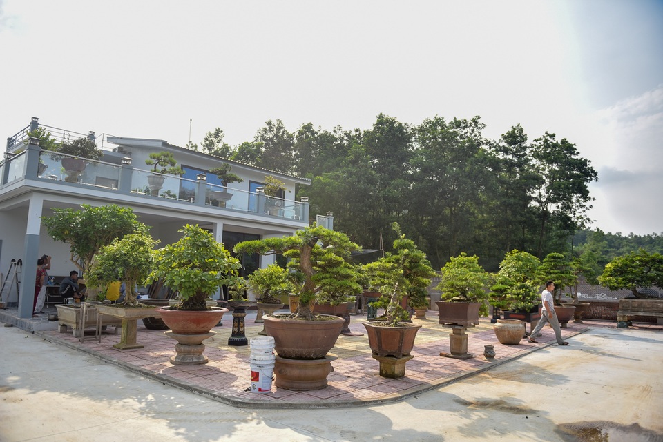 Chiêm ngưỡng nhà vườn toàn siêu cây bạc tỷ của ông vua cây cảnh - 3 Chiêm ngưỡng nhà vườn toàn siêu cây bạc tỷ của ông vua cây cảnh - 3