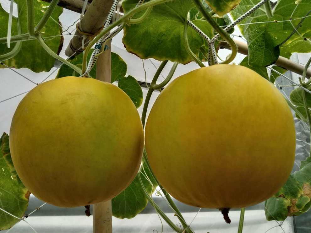 Ông bố mát tay làm vườn dưa lưới, thu hoạch 150kg/vụ ở Sài Gòn - 8