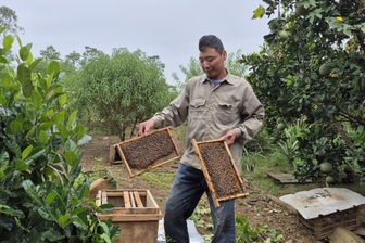 Thực hiện mô hình kinh tế “3 trong 1”, nông dân thu bộn tiền