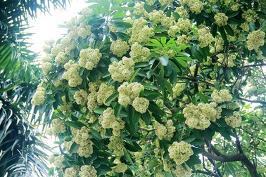 Nồng nàn phố - hoa sữa cuối Thu…