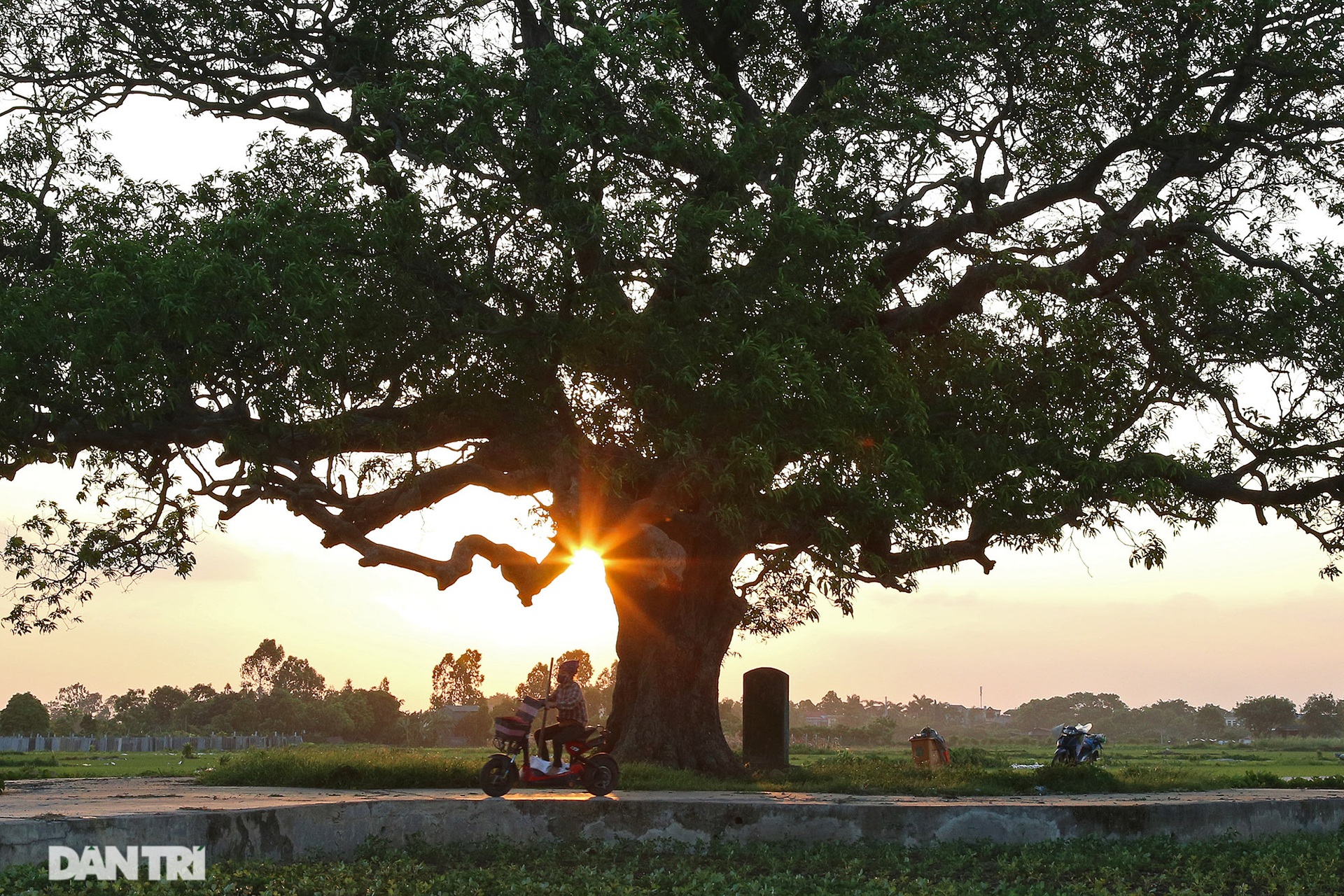 Cây muỗm 600 năm tuổi có nguy cơ chết khô vì bị quây bê tông quanh gốc - 10