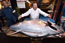 Đến Nhật xem đấu giá cá ngừ trị giá triệu đô