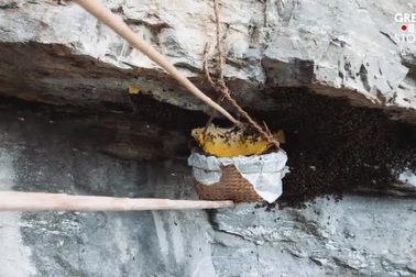 Nghề săn mật ong trên các vách đá cao hàng trăm mét đầy nguy hiểm