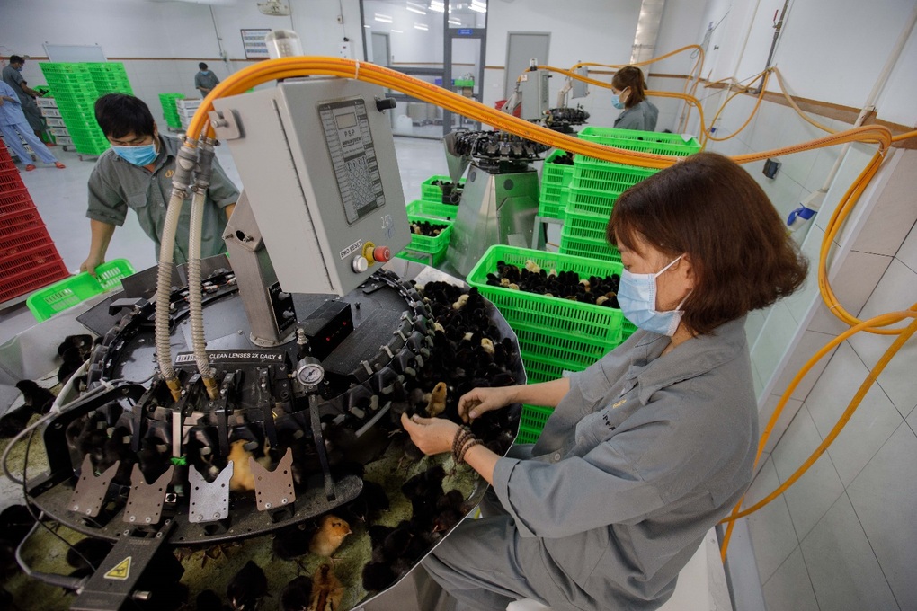Japfa Việt Nam vận hành nhà máy ấp trứng gia cầm tại Đắk Lắk - 2 Japfa Việt Nam vận hành nhà máy ấp trứng gia cầm tại Đắk Lắk - 2
