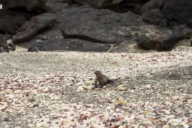 Lọt vào ổ rắn, thằn lằn sững sờ bỏ chạy và cái kết kịch tính