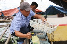 Biến bãi sình lầy thành trại ốc, nông dân đếm con thu tiền